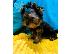 PoulaTo: Πωλούνται κουτάβια Yorkshire Terrier